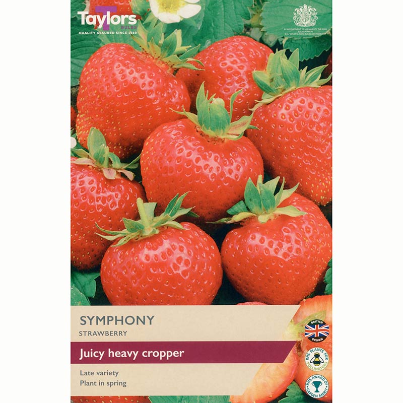 Strawberry ‘Symphony’ (3 Crowns) image 0
