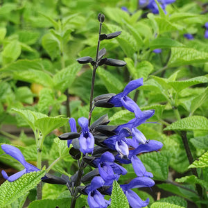 Salvia 'Black and Bloom' image 0