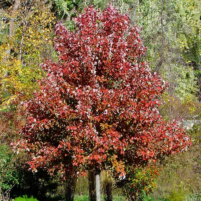 Acer rubrum ‘October Glory’ Tree (Red Maple) (12-Litre Pot) image 0