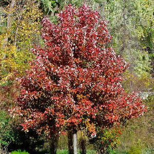 Acer rubrum ‘October Glory’ Tree (Red Maple) (12-Litre Pot) image 0