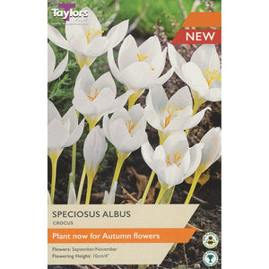 Crocus speciosus ‘Albus’ (7 bulbs) image 0