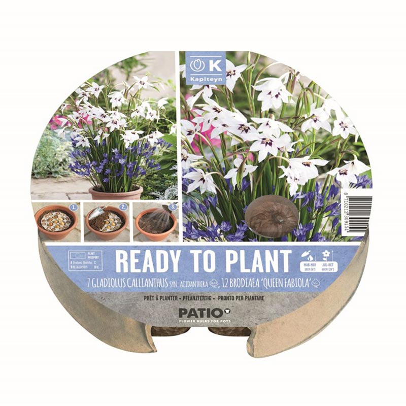 Ready to Plant Gladiolus Callianthus & Brodiaea ‘Queen Fabiola’ 24cm/9.5″ (19 bulbs) image 0