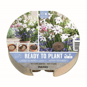Ready to Plant Gladiolus Callianthus & Brodiaea ‘Queen Fabiola’ 24cm/9.5″ (19 bulbs) image 0