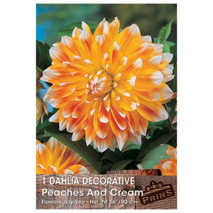 Dahlia Decorative 'Peaches and Cream' (1 tuber) image 0