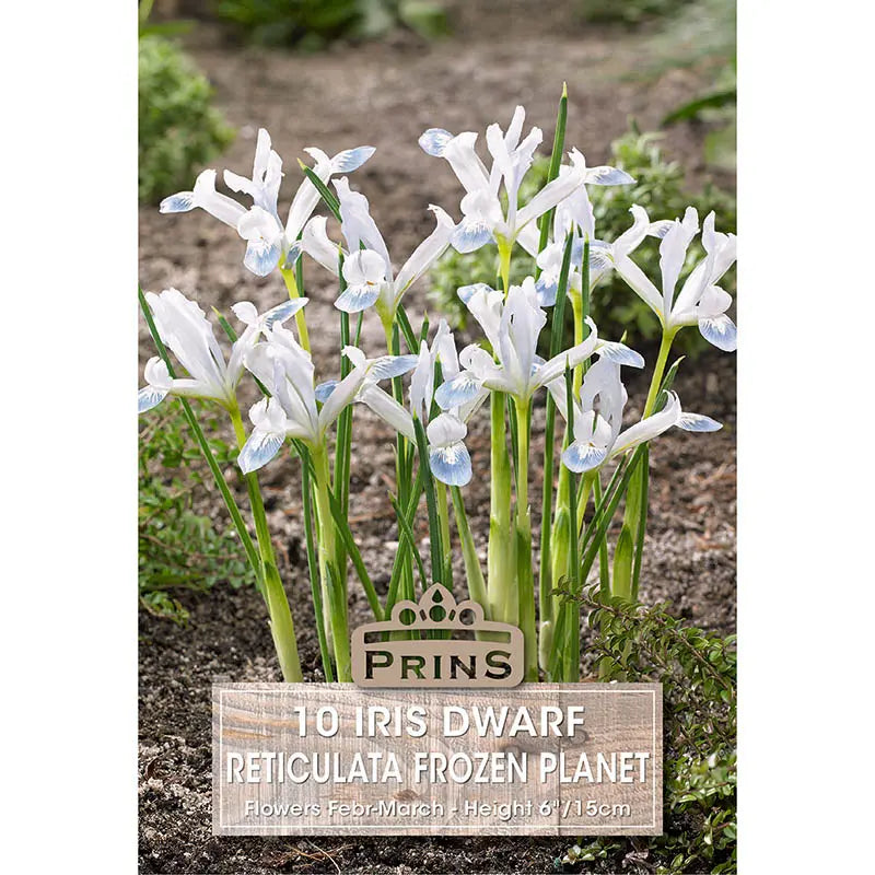 Iris 'Frozen Planet' (10 bulbs) image 0
