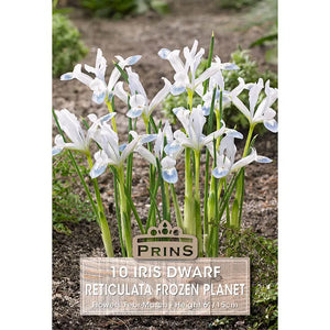Iris 'Frozen Planet' (10 bulbs) image 0