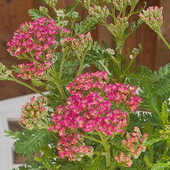 Achillea ‘Milly Rock Cherry’ (2-Litre Pot) image 0
