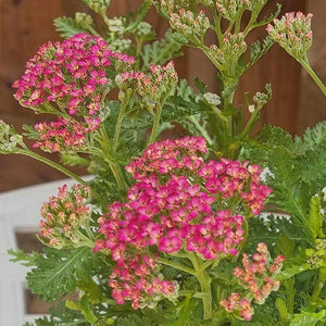 Achillea ‘Milly Rock Cherry’ (2-Litre Pot) image 0