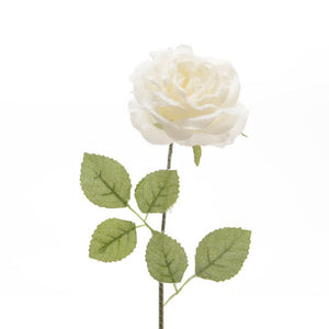 Everands Blush White Rose Stem (45cm) image 0