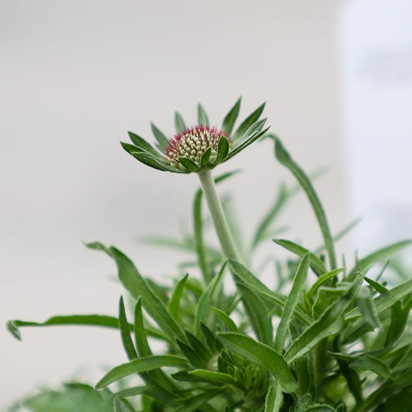 Scabiosa ‘Pink Mist’ (3-Litre Pot) image 1