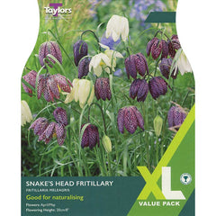 Fritillaria meleagris mixed ‘Snake’s Head Fritillary’ (25 Bulbs) image 0