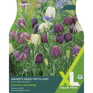 Fritillaria meleagris mixed ‘Snake’s Head Fritillary’ (25 Bulbs) image 0