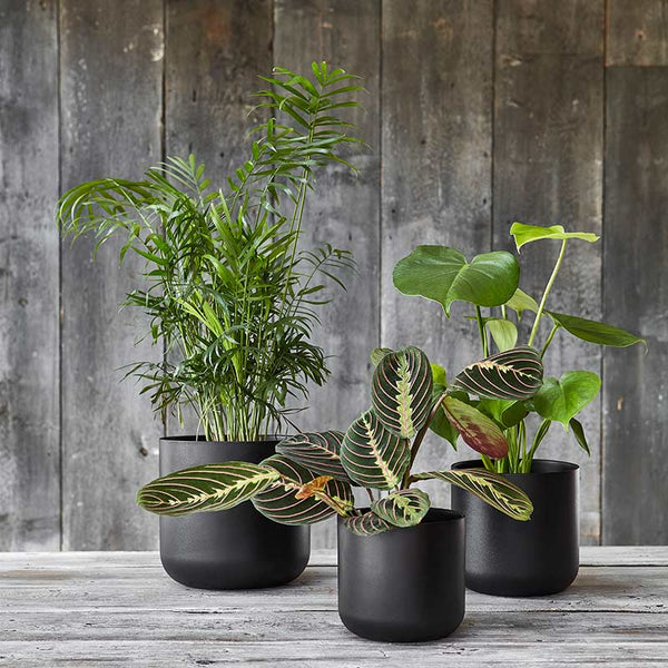 Ivyline Lisbon Indoor Planter Range image 2