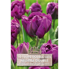 Tulip ‘Negrita Double’ (10 Bulbs) image 0