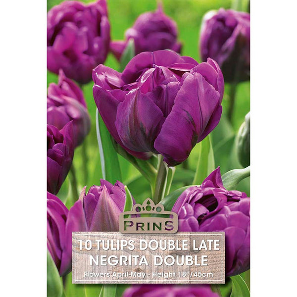 Tulip ‘Negrita Double’ (10 Bulbs) image 0
