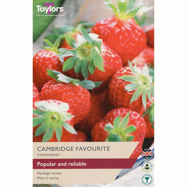 Strawberry ‘Cambridge Favourite’ (3 Crowns) image 0