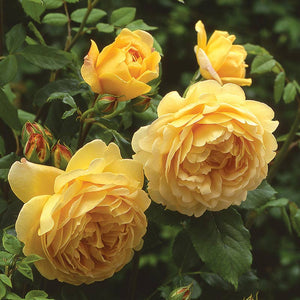 David Austin Golden Celebration® English Shrub Rose (6-Litre Pot) image 3