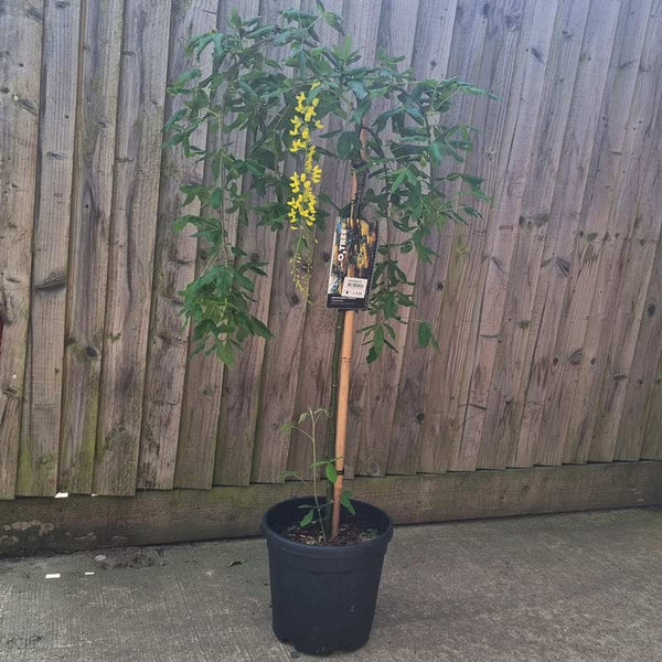Laburnum alpinum Pendulum ‘Weeping Golden Shower’ Tree (12-litre pot) image 1