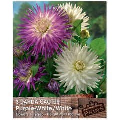 Dahlia Cactus 'Purple-White/White' (3 tubers) image 0