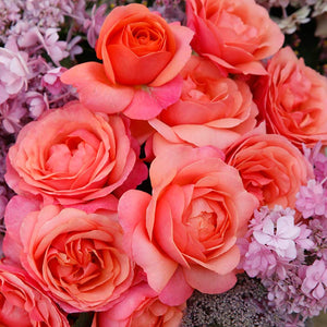 Whartons Roses ‘Coral Gardens’ Bush Rose (3-Litre Pot) image 2