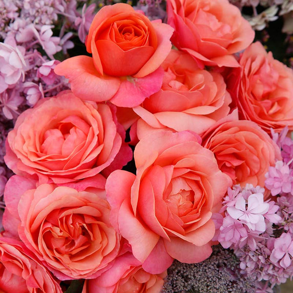 Whartons Roses ‘Coral Gardens’ Bush Rose (3-Litre Pot) image 2