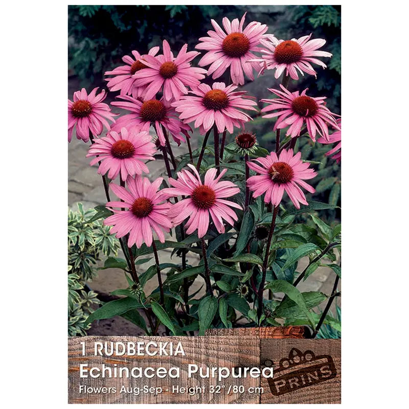 Rudbeckia echinacea purpurea (1 bulb) image 0