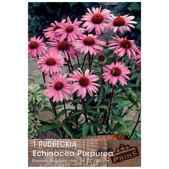 Rudbeckia echinacea purpurea (1 bulb) image 0