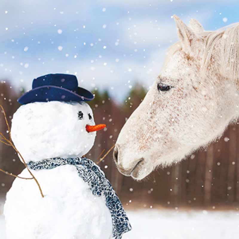 Ling Charity Christmas Cards - Snowman Friend (Pack of 6) image 0