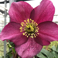 Helleborus ‘HGC Winter Ballet Leona’ (2-Litre Pot) image 0