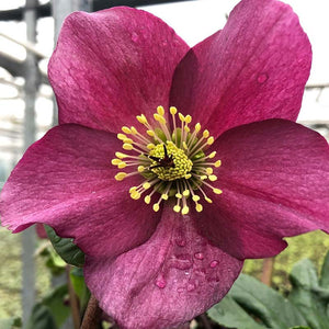 Helleborus ‘HGC Winter Ballet Leona’ (2-Litre Pot) image 0