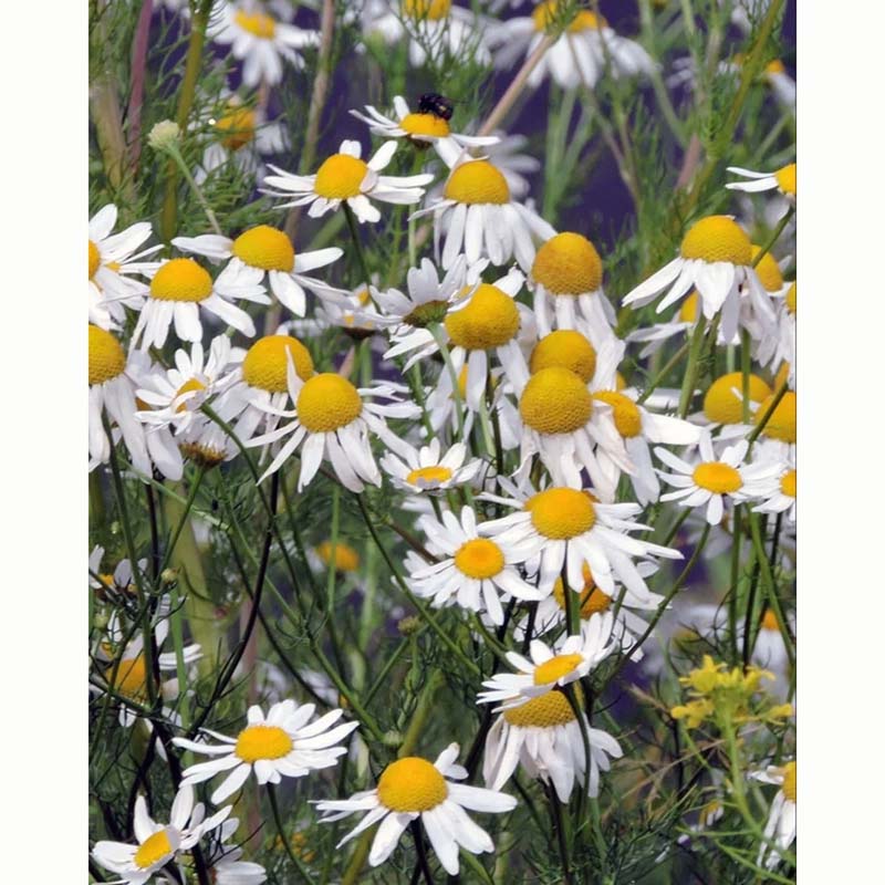 Corn Chamomile Wild Flower Seeds (1 Packet) image 0