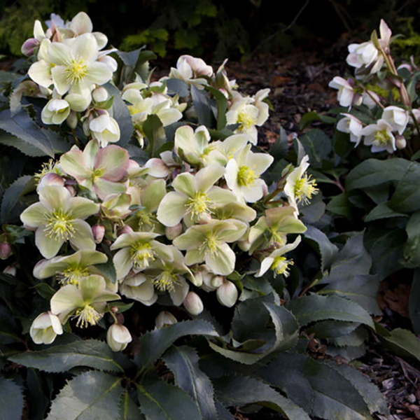 Helleborus 'HGC Monte Christo' image 1