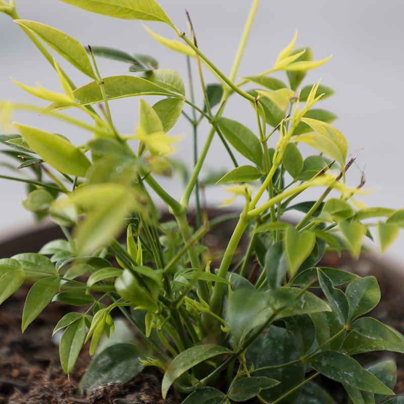 Nandina Domestica ‘Magical Lemon & Lime’ (3-Litre Pot) image 0