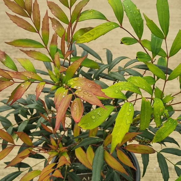 Mahonia ‘Volcano’ (21cm Pot) image 1
