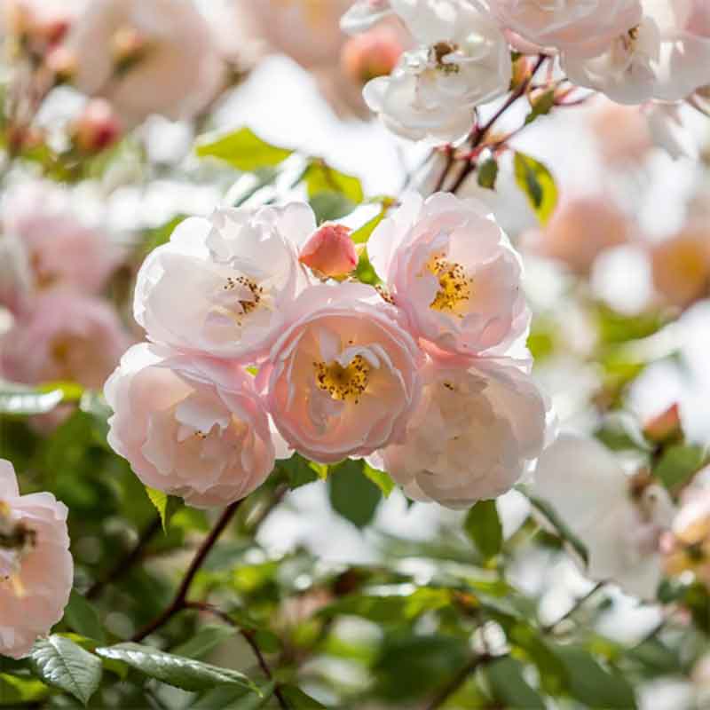 David Austin The Lady of the Lake® Rambling Rose (6-Litre Pot) image 0