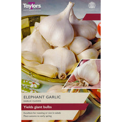 'Elephant' Garlic (2 Cloves) image 0
