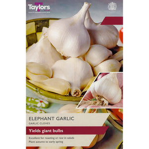 'Elephant' Garlic (2 Cloves) image 0