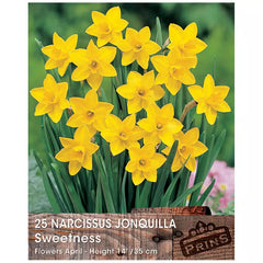 Narcissus 'Sweetness' (25 bulbs) image 0