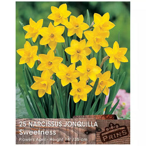Narcissus 'Sweetness' (25 bulbs) image 0