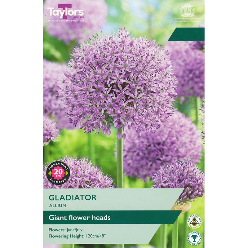 Allium ‘Gladiator’ (1 Bulb) image 0
