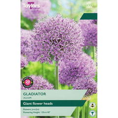 Allium ‘Gladiator’ (1 Bulb) image 0