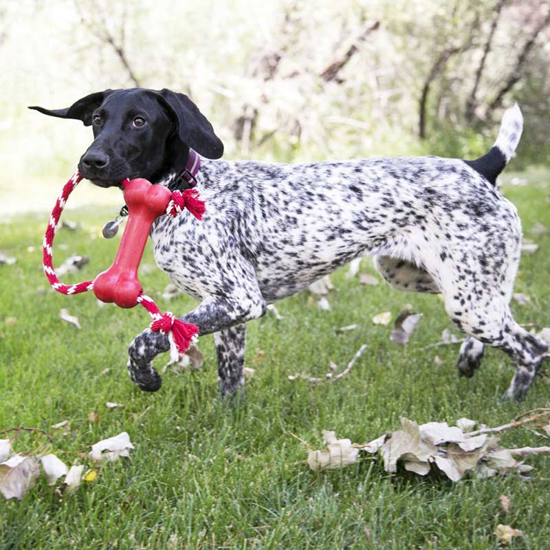 Kong Goodie Bone with Rope Dog Toy image 0