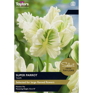 Tulip ‘Super Parrot’ (5 bulbs) image 0
