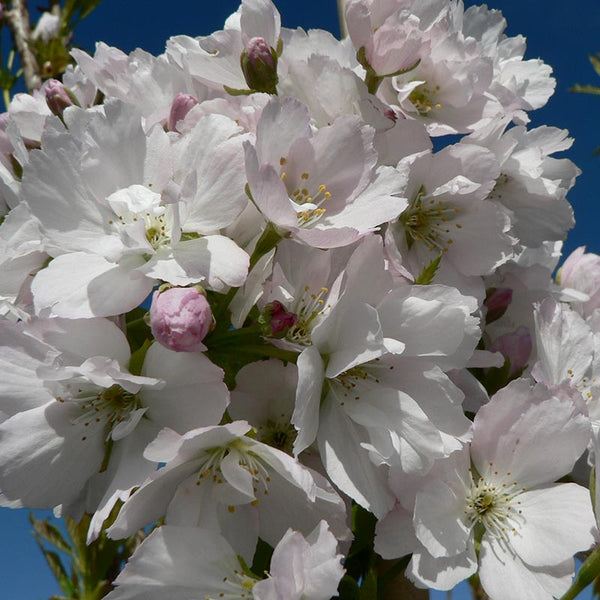 Prunus ‘Amanogawa’ Tree (Flagpole Cherry) (12-Litre Pot) image 0