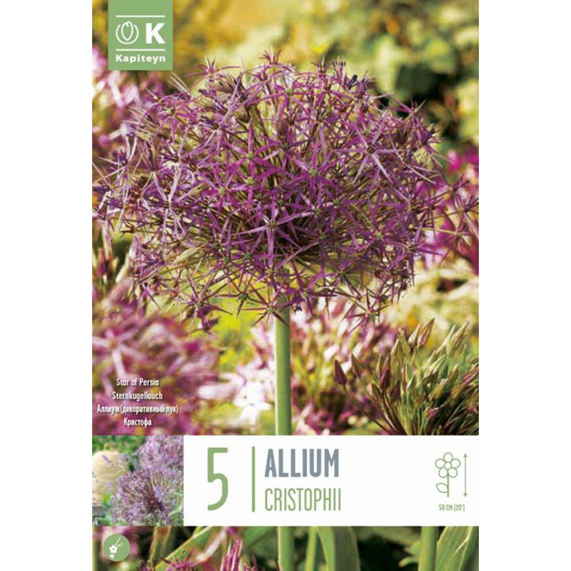 Allium Cristophii ‘Star of Persia’ (5 Bulbs) image 0