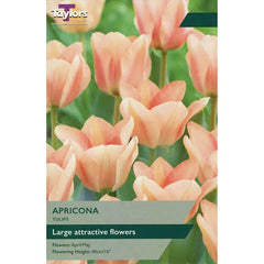 Tulip 'Apricona' (7 bulbs) image 0