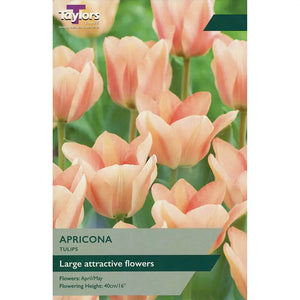 Tulip 'Apricona' (7 bulbs) image 0