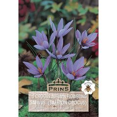Crocus sativus (10 bulbs) image 0