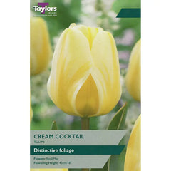 Tulip 'Cream Cocktail' (7 Bulbs) image 0