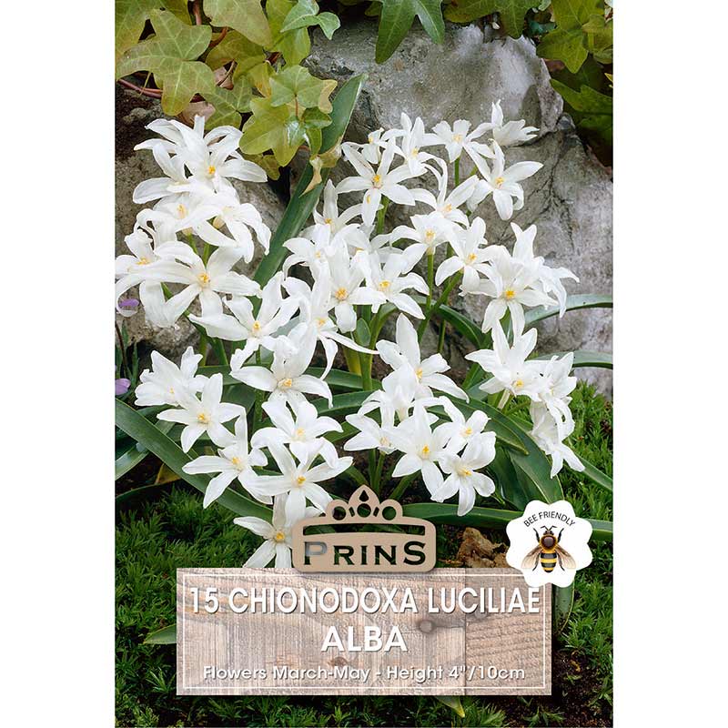 Chionodoxa luciliae Alba 'Glory of the Snow'  (15 bulbs) image 0